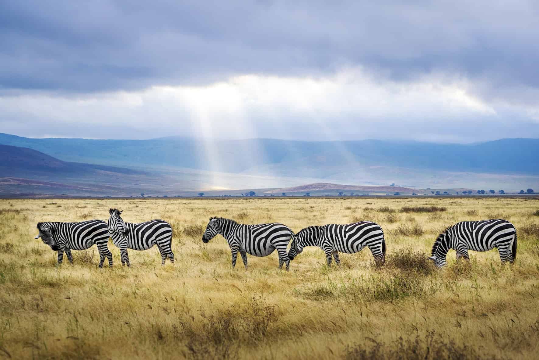 Luxury safaris in Africa - Utopian Adventures